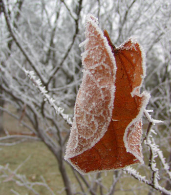 Frosty Leaf